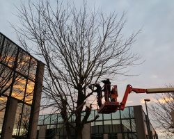 TuinwerkenMike-Boomwerken-6